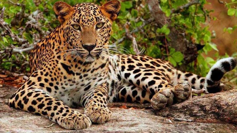 Exploring Yala Block I: The Heart of Leopard Territory