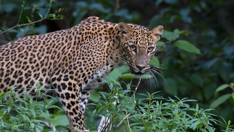 Untamed Beauty of Yala Block IV: A Journey Off the Beaten Path